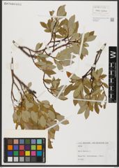Foto von Salix hastata L.